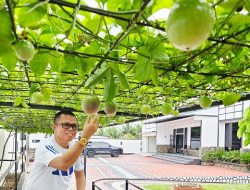 Bosan Teras Rumah Terasa Gerah? Coba Pasang “Kanopi Hidup” Ini!